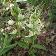 Ilustrační fotografie - okrotice bílá (Cephalanthera damasonium)