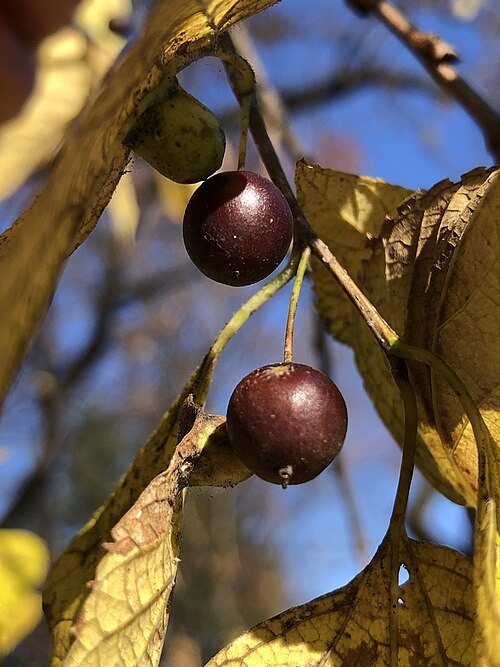 Zralé plody břestovce západního