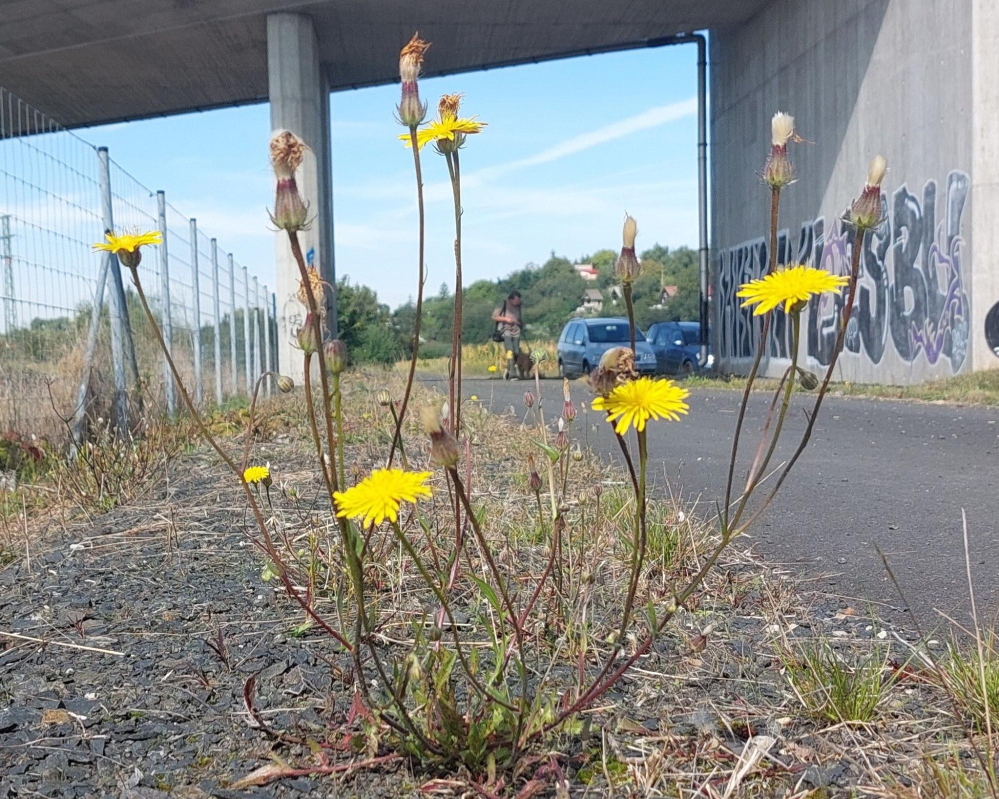 Škarda smrdutá mákolistá (Crepis foetida subsp. rhoeadifolia)