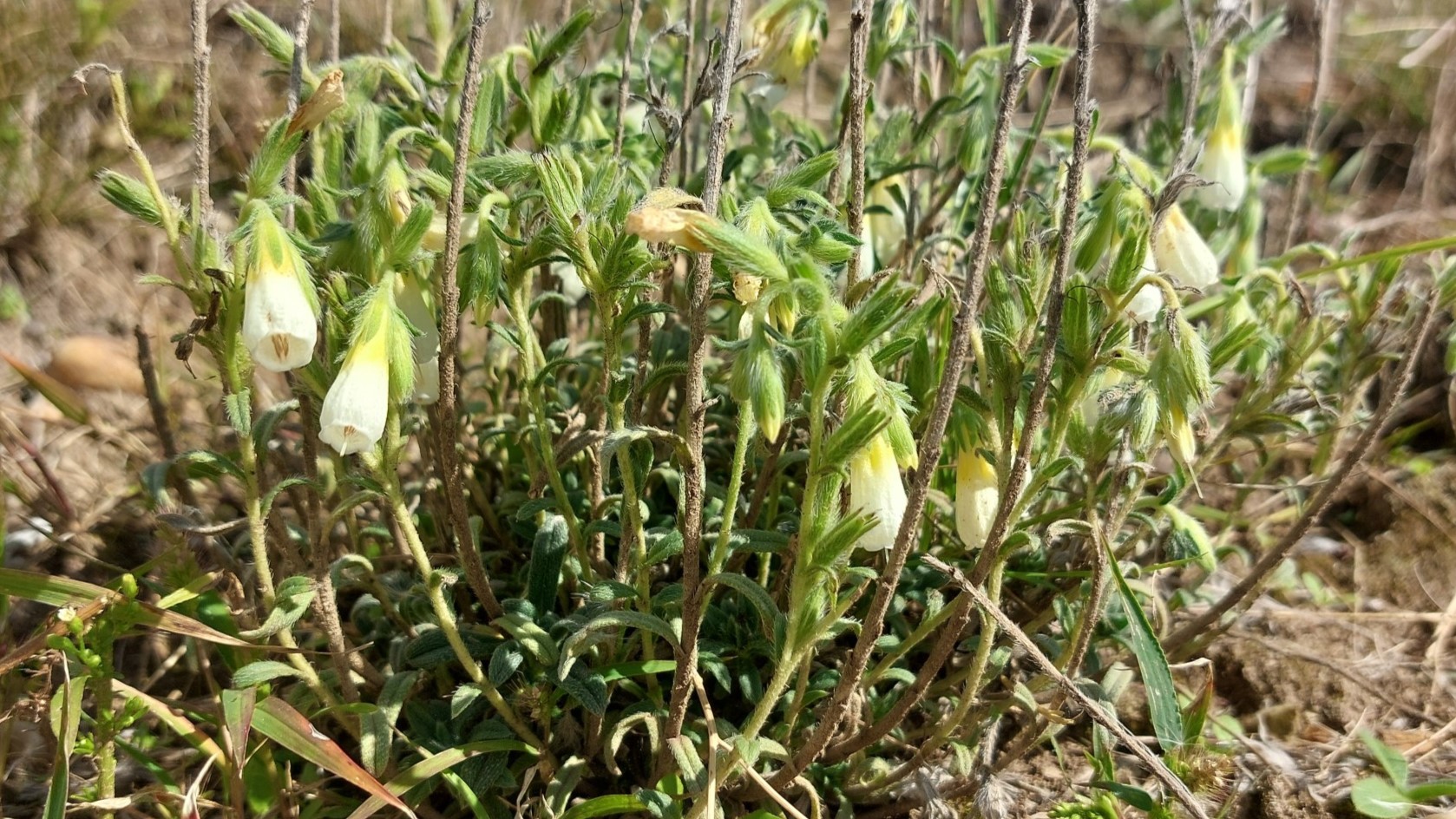 ruměnice (Onosma)
