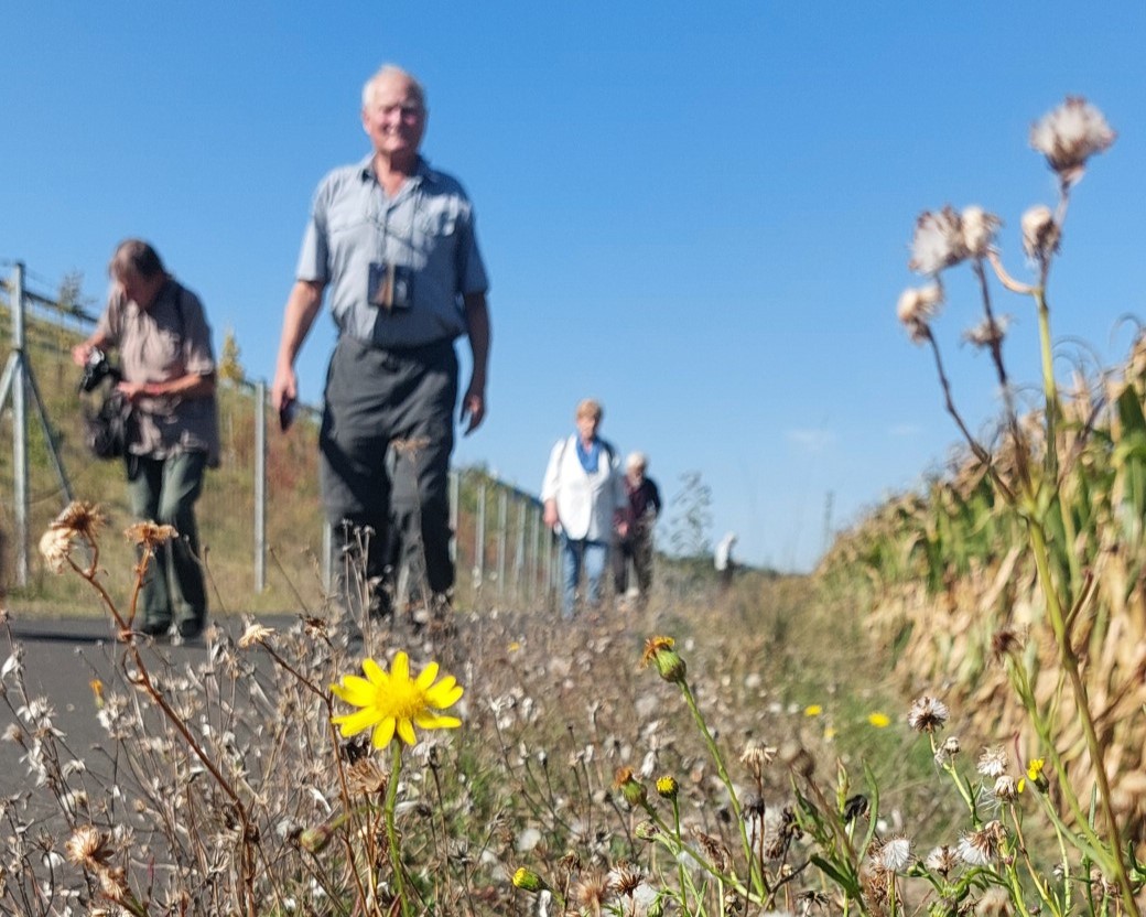 Starček úzkolistý (Senecio inaeguidens), snímek z exkurze 20. 9. 2025.