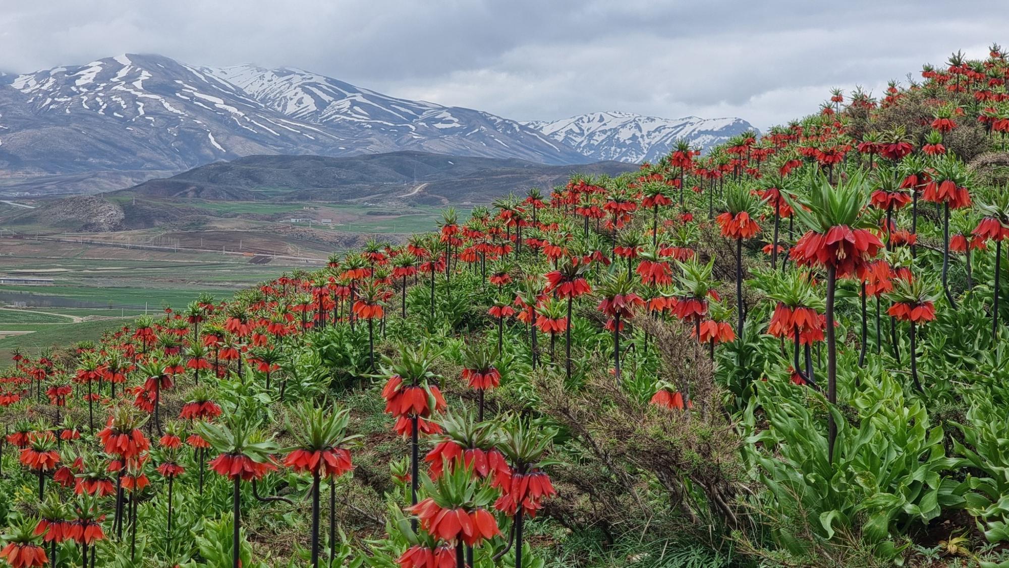 Flora and vegetation types of high mountains of the Iranian Plateau