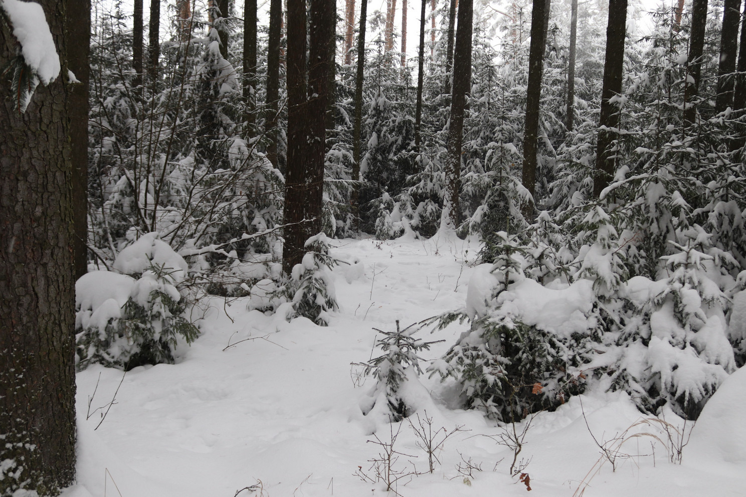 zasněžený les u Vrábče, foto: M. Štech