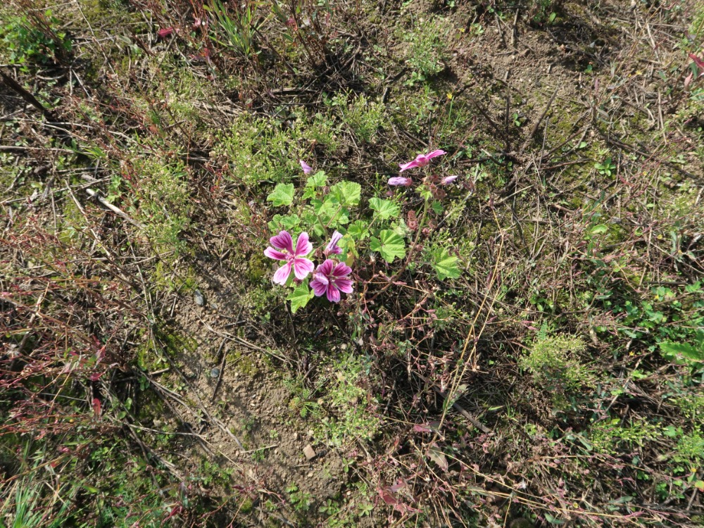 Malva sylvestris var. mauritiana