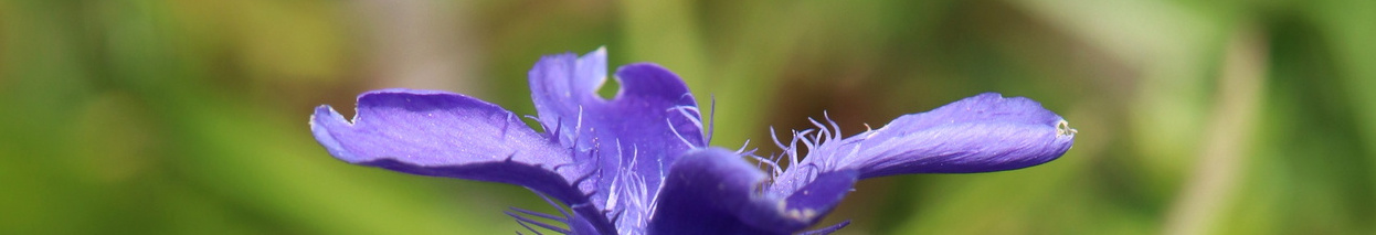 hořec brvitý (Gentianopsis ciliata), foto: František Lamla