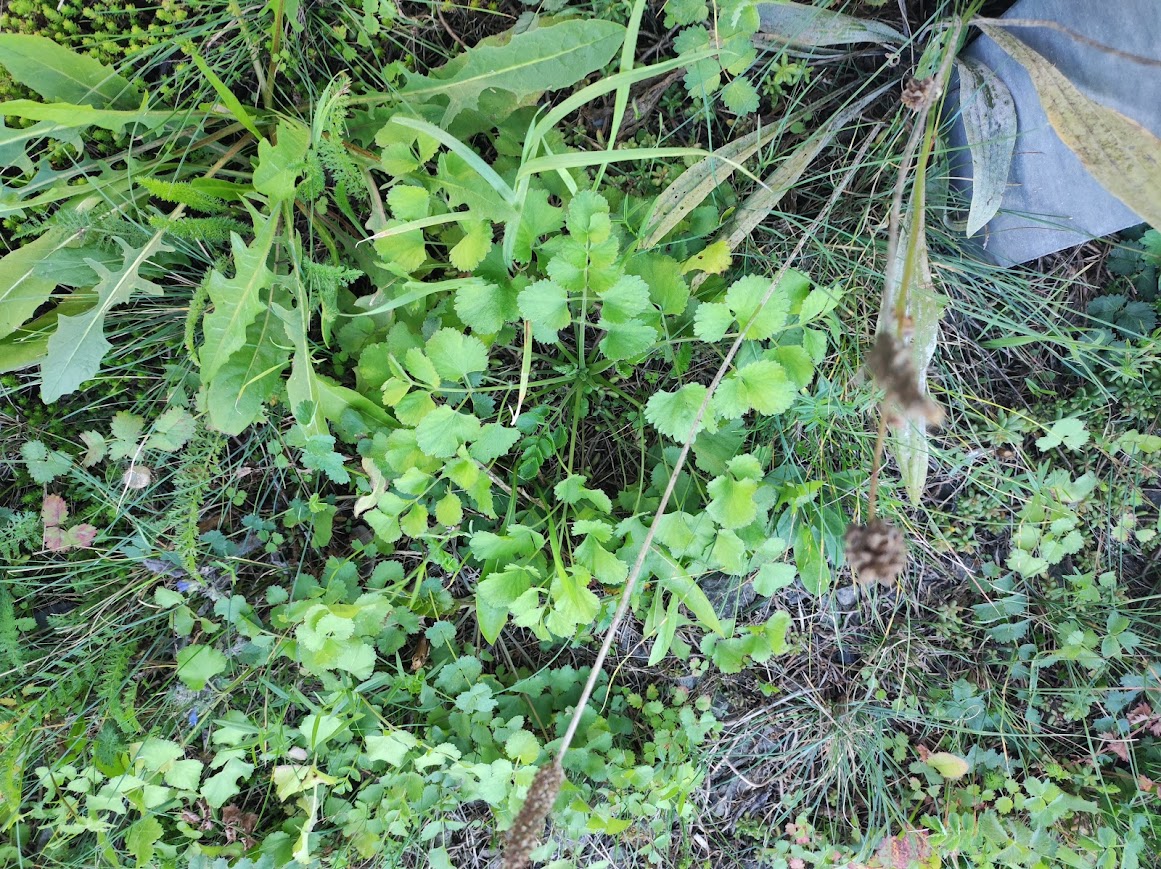 bedrník cizí (Pimpinella peregrina)