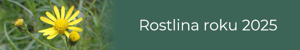 Rostlina roku 2025 - Starček úzkolistý