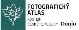 Donio - fotoatlas české flóry.