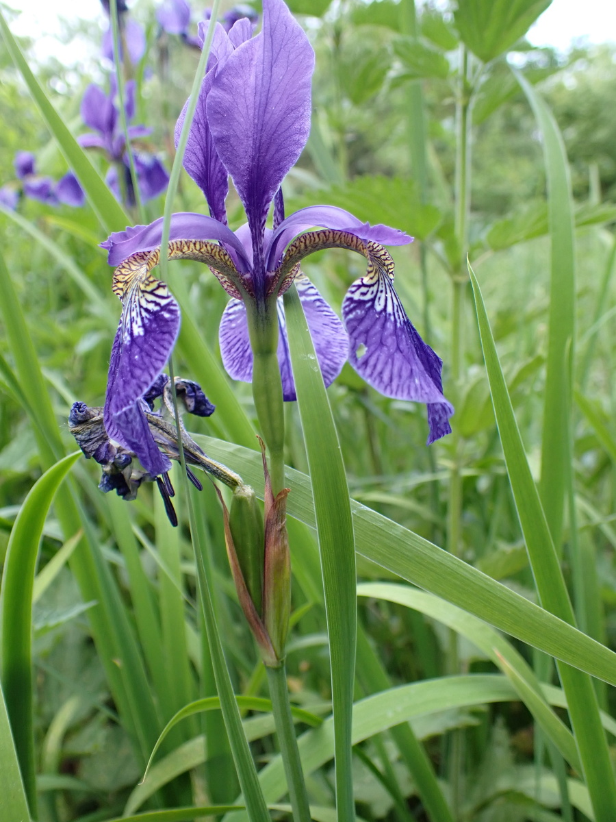 Iris sanquinea Kravaře