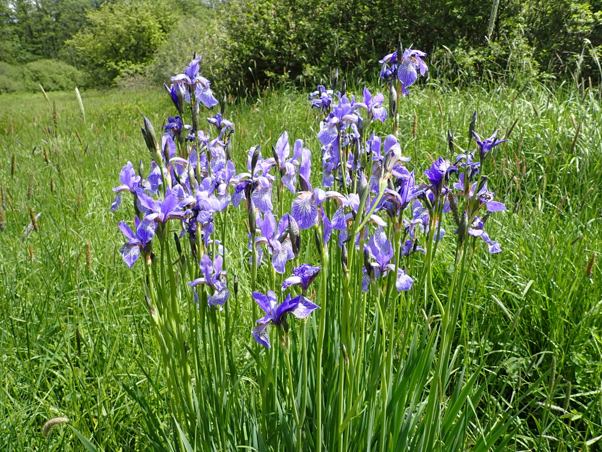 Iris sibirica Horní Benešov