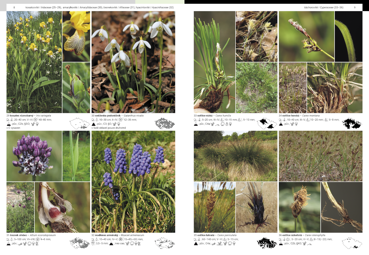 vzorové strany z připravované knihy Fotografický atlas rostlin České republiky