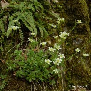 lomikamen trsnatý (Saxifraga rosacea) - foto: J. Roleček