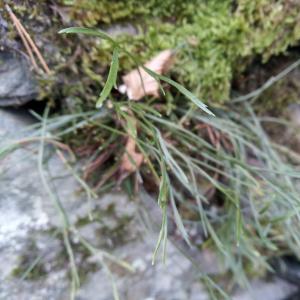 Ilustrační obrázek - sleziník severní (Asplenium septentrionale)