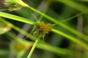Carex bohemica