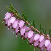 Erica carnea - ilustrační obrázek