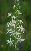 Ornithogalum