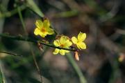 Jasminum nudiflorum - foto T. Vencálek