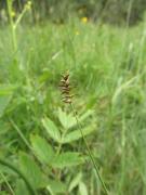 ostřice Davallova (Carex davalliana)