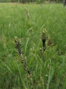 ostřice Hartmanova (Carex hartmanii)