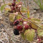 Ilustrační obrázek - ostružiník (Rubus sp.)