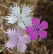 Dianthus - ilustrační foto