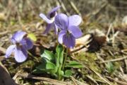 violka snad chlumní (Viola cf. collina)