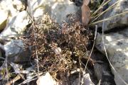 Cladonia furcata (dutohlávka rozsochatá) ... nebo nějaký její blízce příbuzný druh