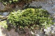 podhořanka plocholistá (Porella platyphylla) na hradních zdech