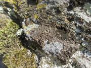 rozsáhlé porosty terčovky lesklé (Melanelixia fuliginosa) na skalách pod hradem
