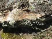 "keříčky" na hraně kamenů - rožďovka pylová (Ramalina pollinaria)