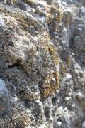  tučnolístek hrotolistý (Aloina obliquifolia) ve svém přirozeném biotopu, tj. na vyprahlé skále zasypán pískem