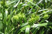 o čemž vypovídá i místní květena, např. zástupce skupiny ostřice rusé (Carex flava agg.)