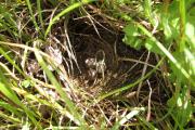 hnízdo v trávě (může patřit chřástalovi...? charakteristické crex crex jsme poblíž slyšeli.)