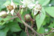 (3.7.) Čergov: ostružiník, jehož fialové žlázky v květenství ukazují na příslušnost k okruhu Rubus hirtus infraagg.