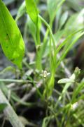 blatěnka vodní (Limosella aquatica)