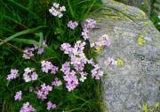 huseníček (Arabidopsis) © G. Šrámková