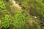 živě zelené mechové rostlinky druhu čepičatka točivá (Encalypta streptocarpa)