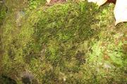 tmavě zelené porosty klanozoubku obecného (Schistidium apocarpum)