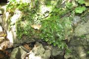 podél Bertinského potoka také bryoflóra: mřížkovec kuželovitý (Conocephalum conicum)