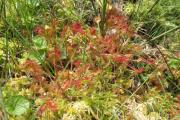 ...rosnatky okrouhlolisté (Drosera rotundifolia)