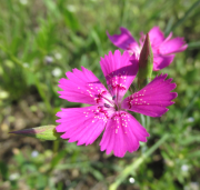 Ilustrační obrázek - hvozdík kropenatý (Dianthus deltoides)