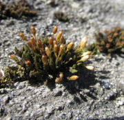 Ilustrační obrázek - šurpek odchylný (Orthotrichum anomalum) Ilustrační obrázek - šurpek odchylný (Orthotrichum anomalum)