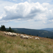 pastva ovcí na Krkonošských loukách © J. Jakl