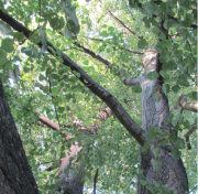 Ilustrační obrázek - lípa srdčitá (Tilia cordata) Ilustrační obrázek - lípa srdčitá (Tilia cordata)