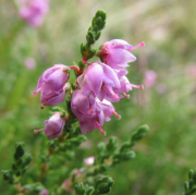 Ilustrační obrázek - vřes obecný (Calluna vulgaris)