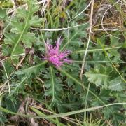 Ilustrační obrázek - pcháč bezlodyžný (Cirsium acaulon)