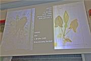 stránky z historických herbářů - sušené části rostlin doplněné ilustracemi