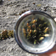 Ilustrační obrázek - šurpek odchylný (Orthotrichum anomalum) pod lupou Ilustrační obrázek - šurpek odchylný (Orthotrichum anomalum) pod lupou