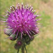 ilustrační obrázek - pcháč bahenní (Cirsium palustre)