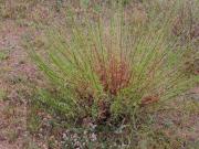 pelyněk ladní (Artemisia campestris)
